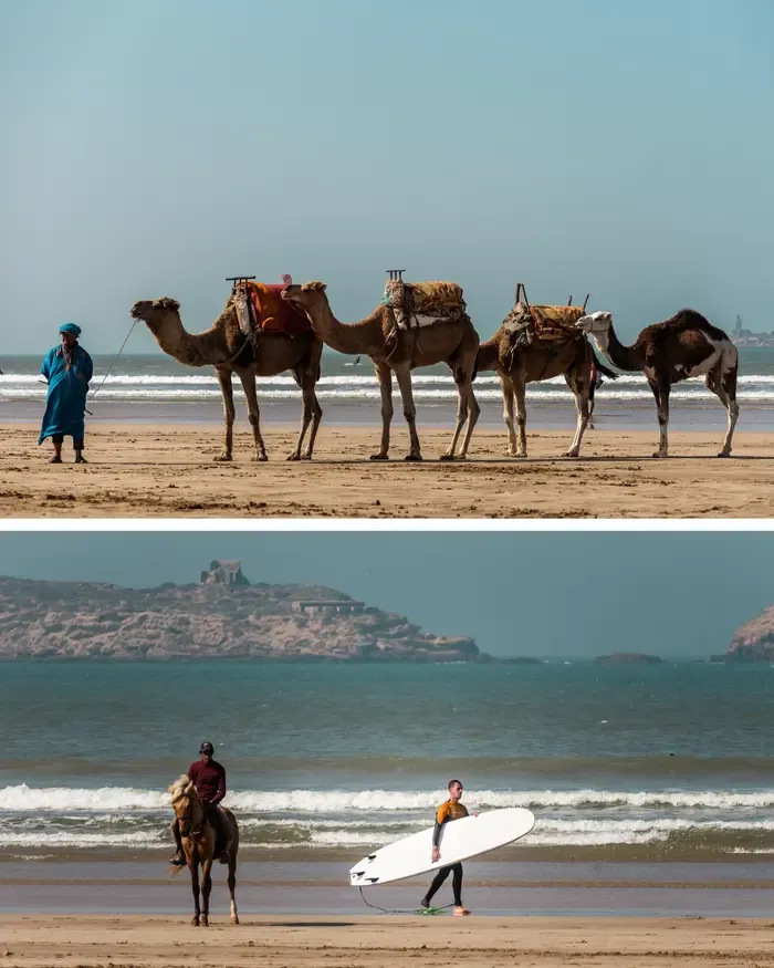 essaouira-beach-camels-surf