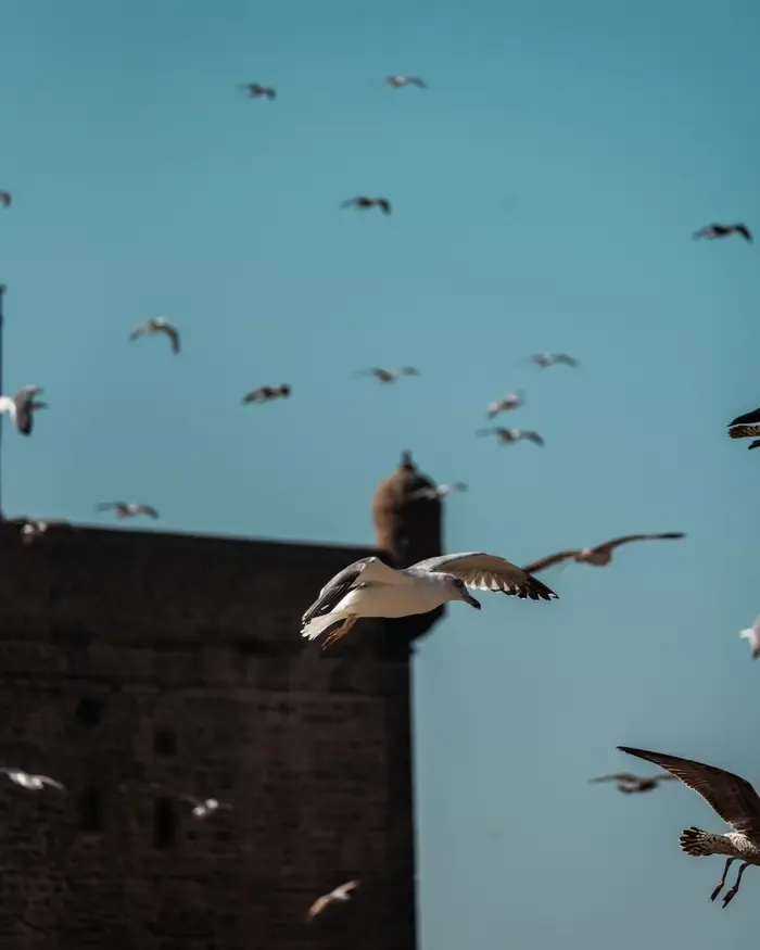 essaouira-seagul