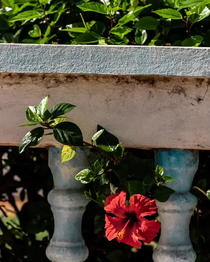 morocco-photography-flowers