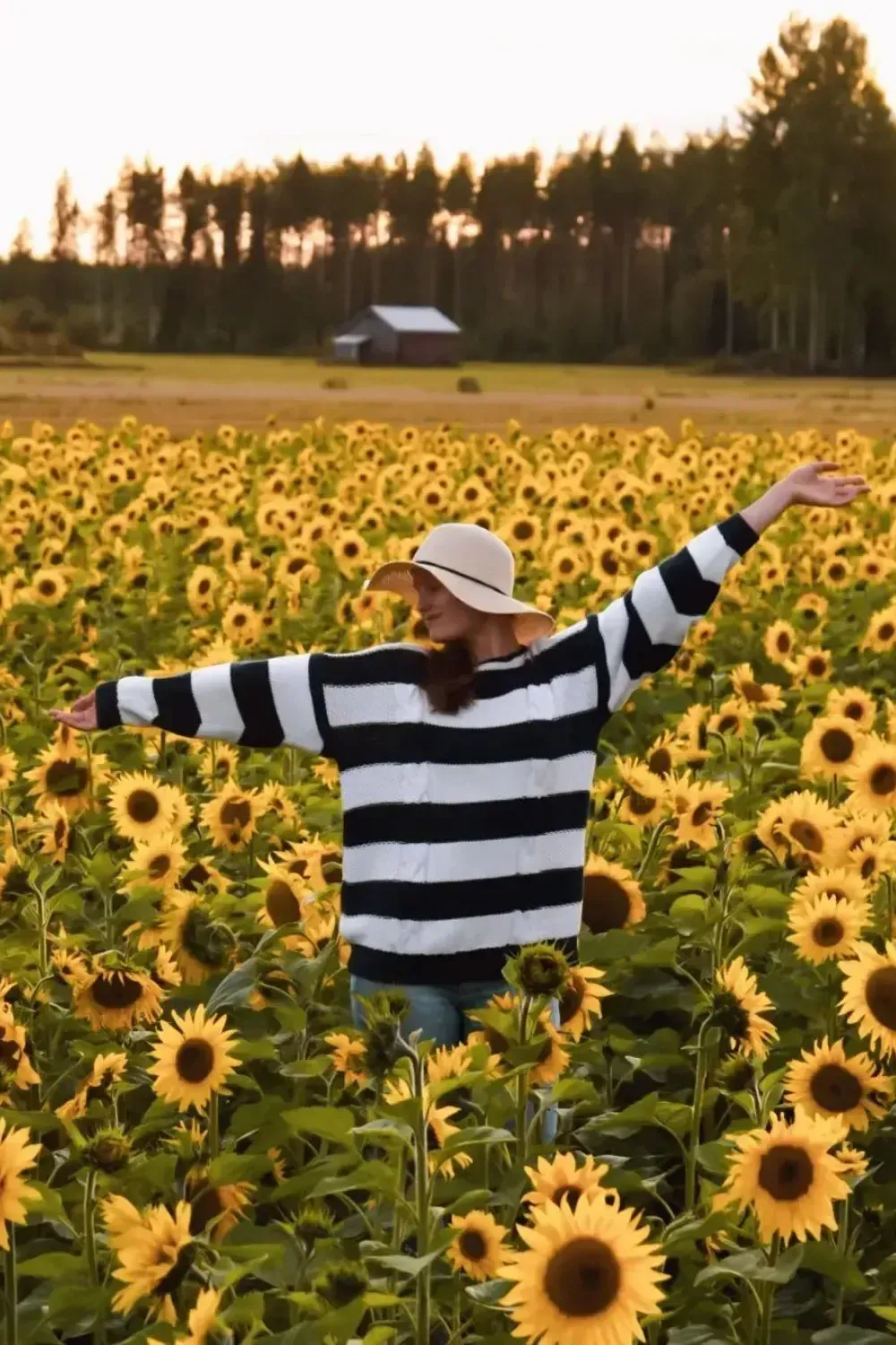 sunflower-field-finland