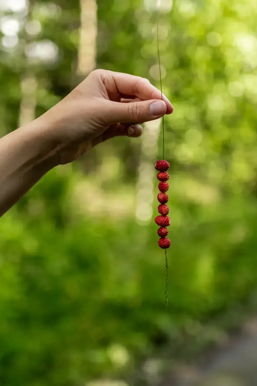 finnish-berries-detail-aesthetic-photo