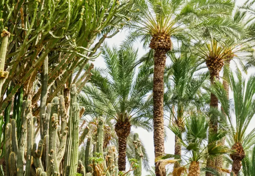 magical-palm-tree-forest-in-elche