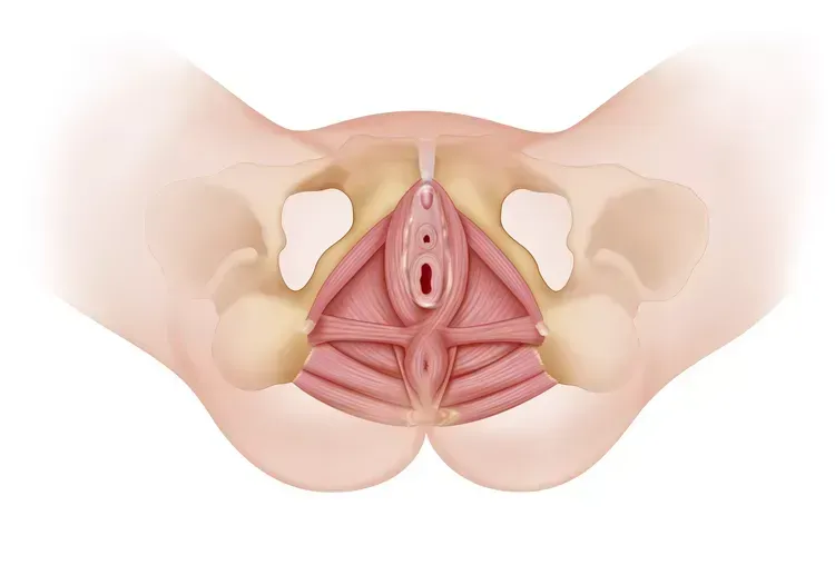 Músculos del piso pélvico