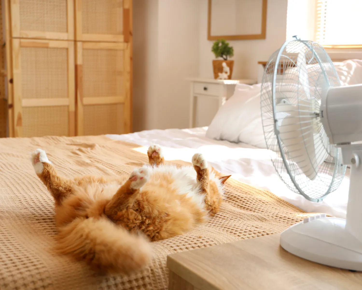Chat devant ventilateur dans une maison en pleine canicule