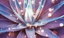 Learn all about what the Guides say about Embodying Our Divine Frequency now!