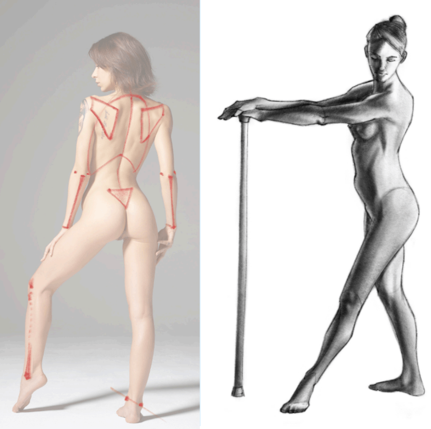 L'anatomie