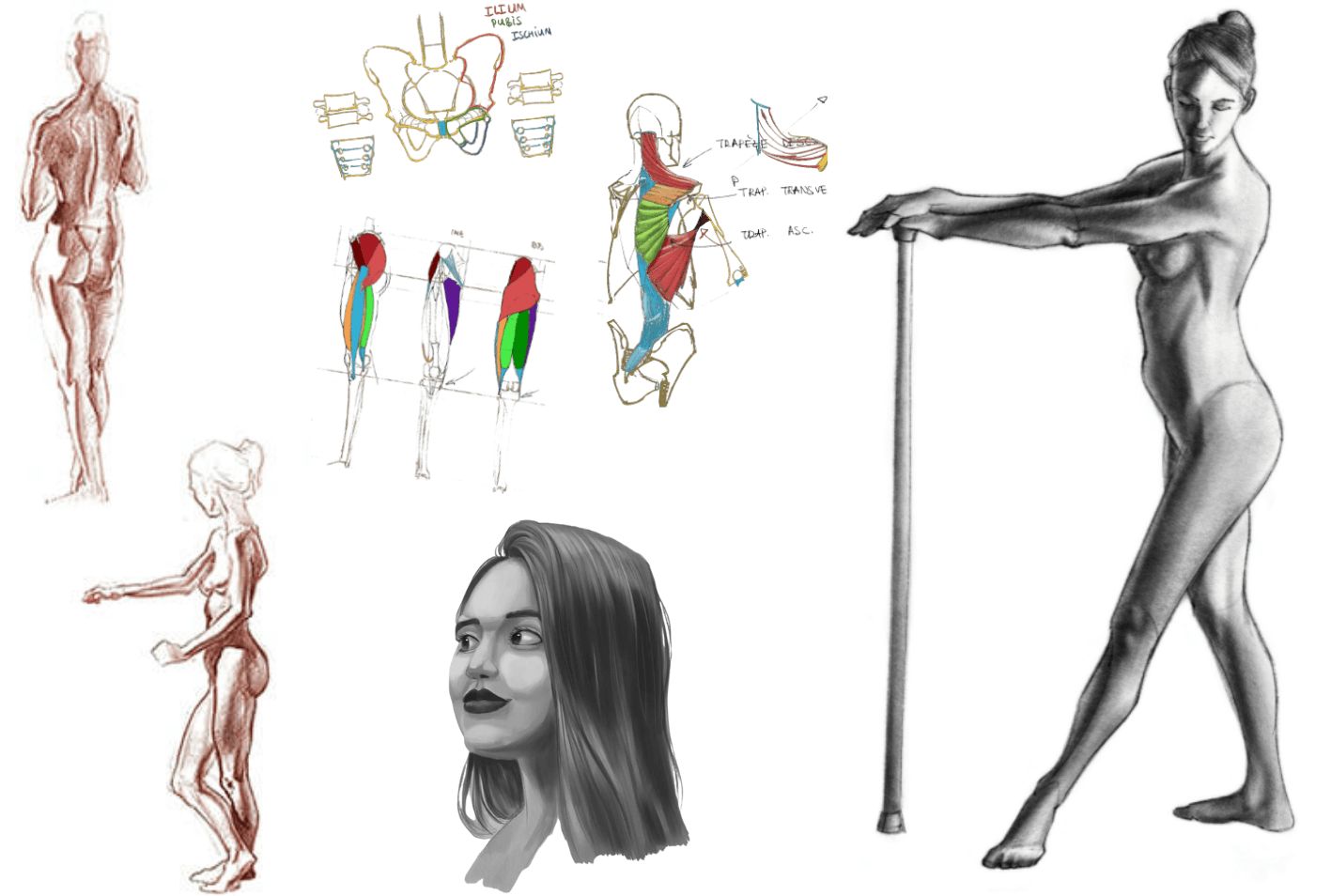 Anatomie