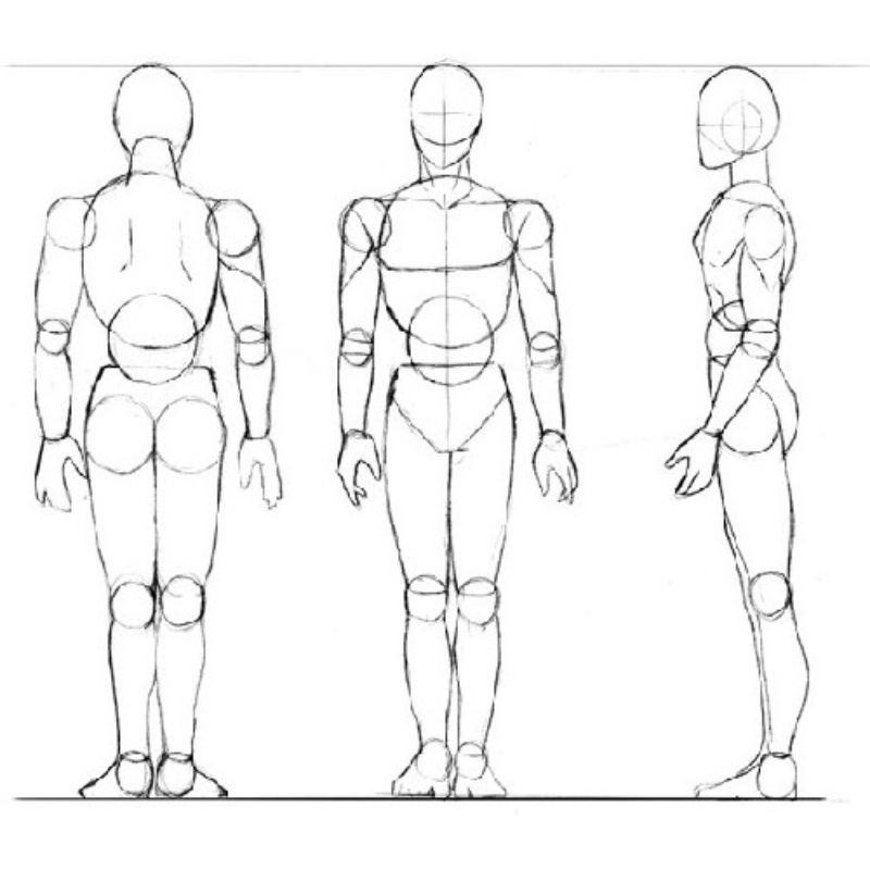 L'anatomie