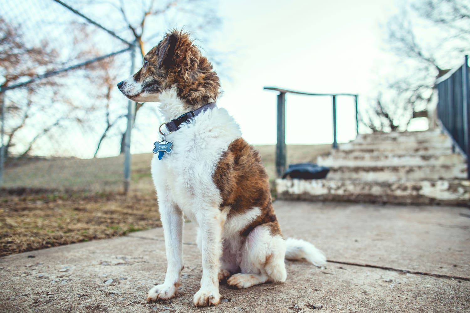 Puppy Class EssereCane