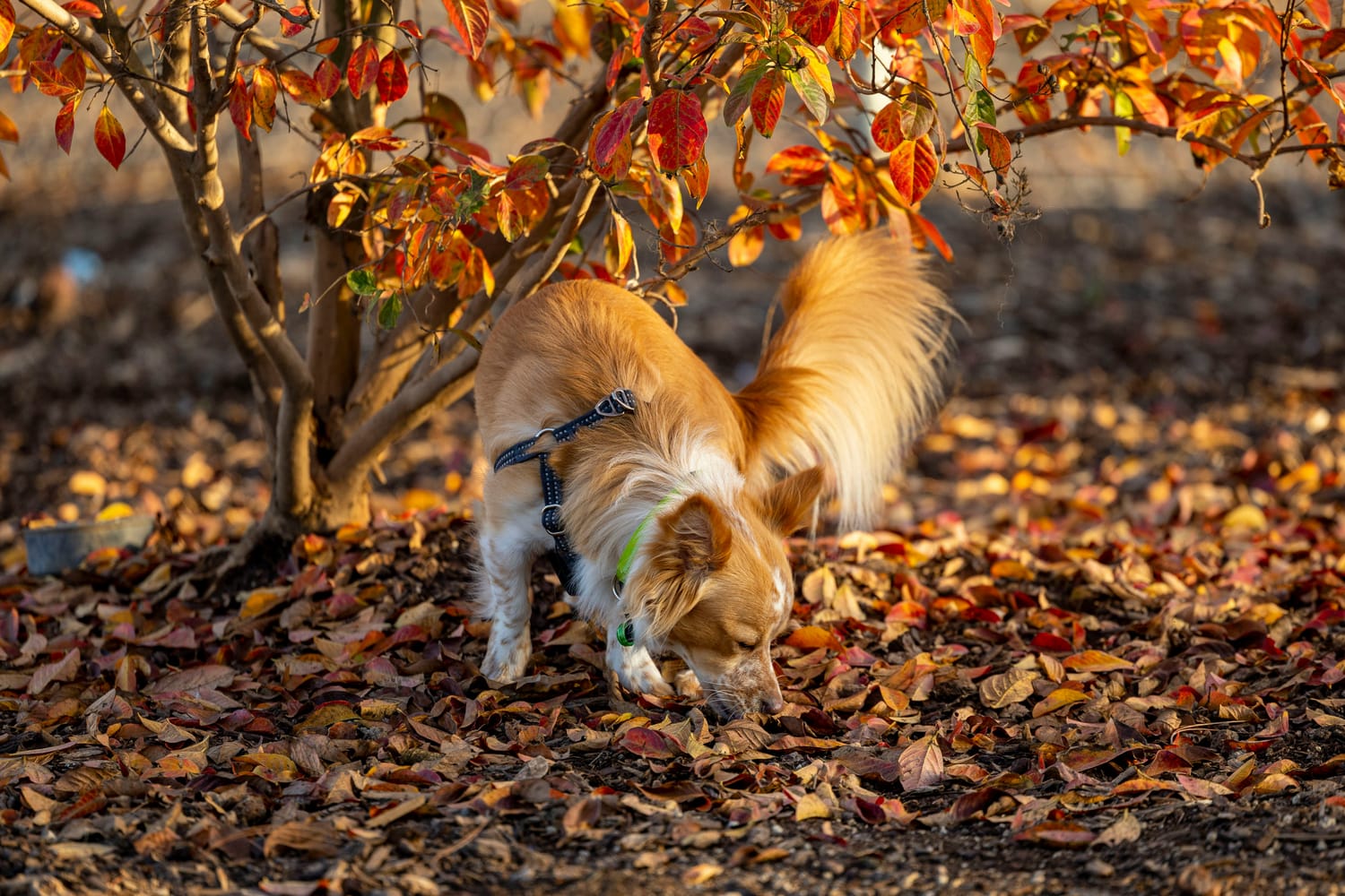 Cane impegnato in un'attività olfattiva
