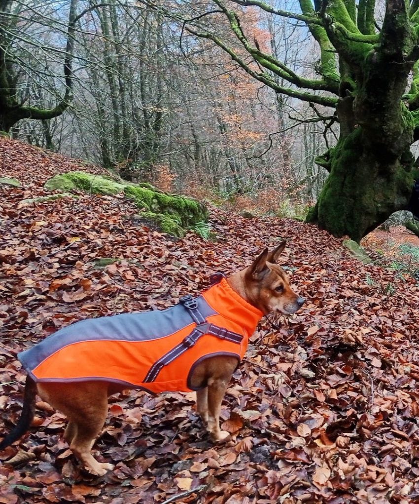 Lua con abrigo naranja en un bosque de hayas, aprendiendo a gestionar emociones en la naturaleza.
