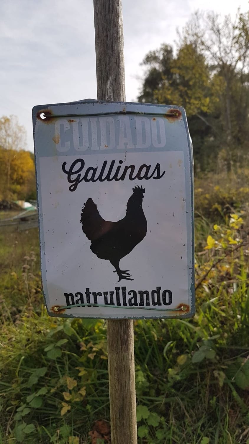 Cartel de gallinas patrullando en la montaña para ilustrar por qué priorizarse no es egoísmo y cuidar la salud mental.