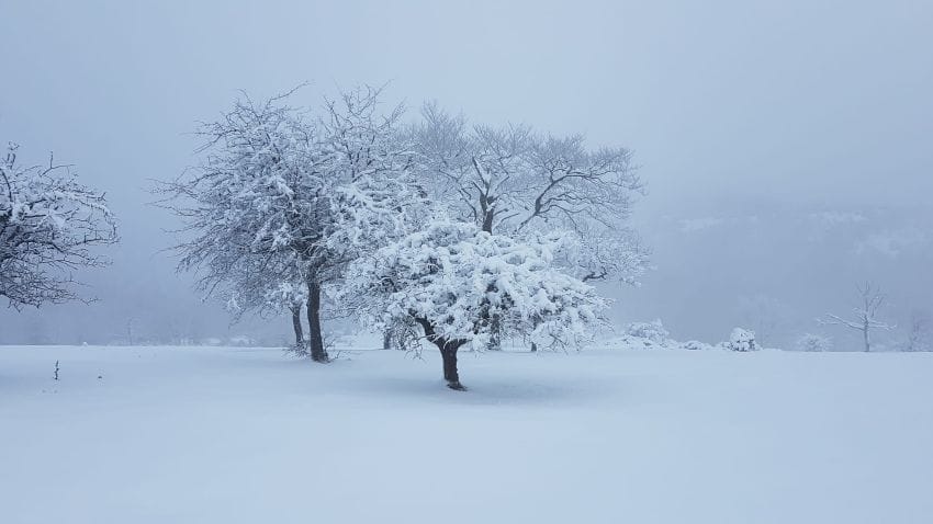 Imagen de un árbol solitario en un paisaje nevado cubierto por una densa niebla, ilustrando la sensación de confusión y neblina mental cuando no hay claridad en los pensamientos.