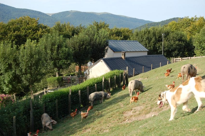 Perro observando gallinas y cerdos en un paisaje, representando la parálisis por exceso de información y tareas pendientes.