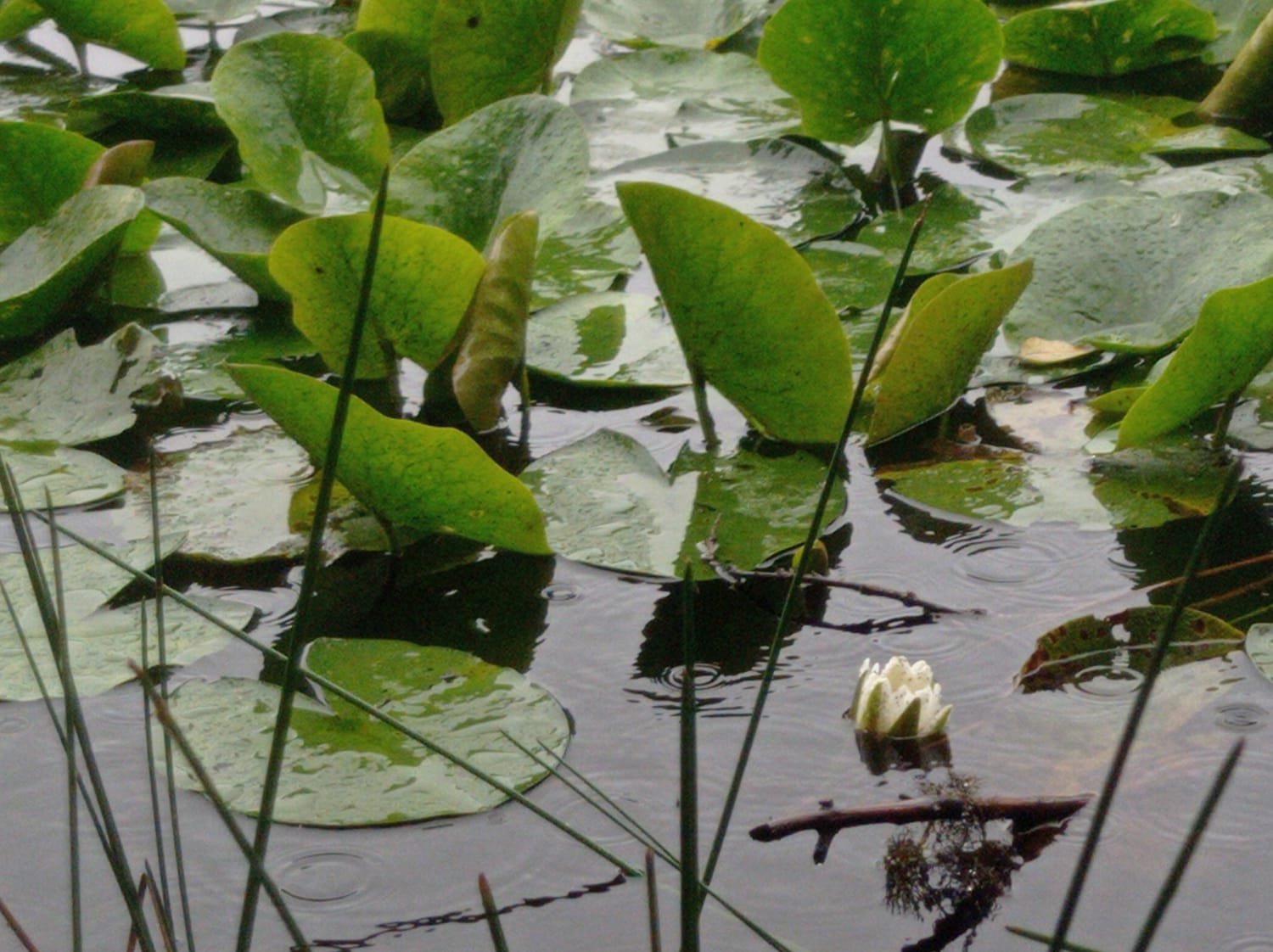 Una flor y plantas acuáticas flotando plácidamente en la superficie tranquila de un lago.