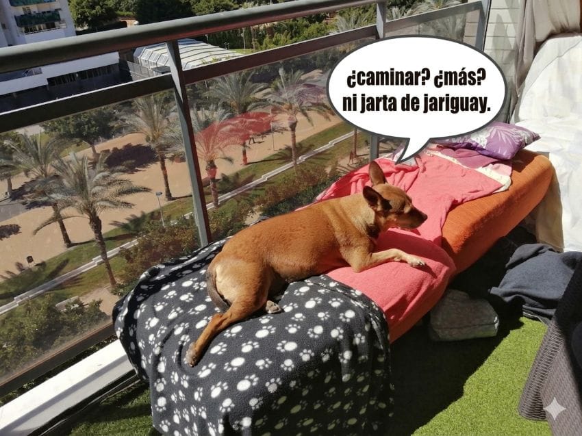 Una perra de color marrón desconectando sobre un sofá en una terraza soleada, con un globo de texto que dice: '¿caminar? ¿más? ni jarta de jariguay'