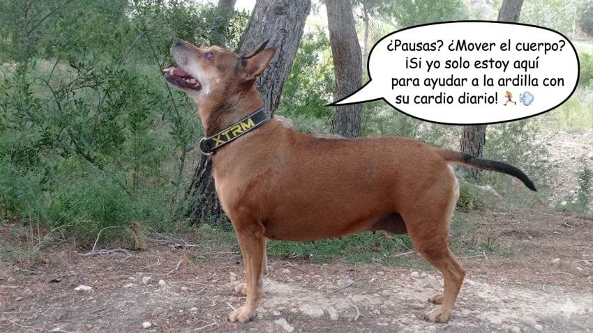 Perra de color canela (Lua) al lado de unos pinos, mirando fijamente hacia arriba con atención. Un bocadillo de texto bromea sobre ayudar a la ardilla a hacer ejercicio, ilustrando de forma divertida el consejo de "mover el cuerpo" para reducir el estrés mental.