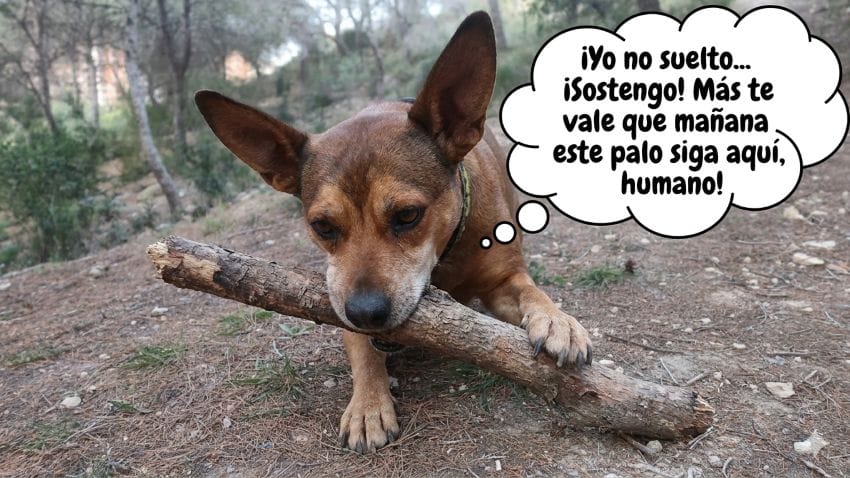 Perra mordiendo un palo grande como metáfora de no querer soltar las preocupaciones antes de dormir.