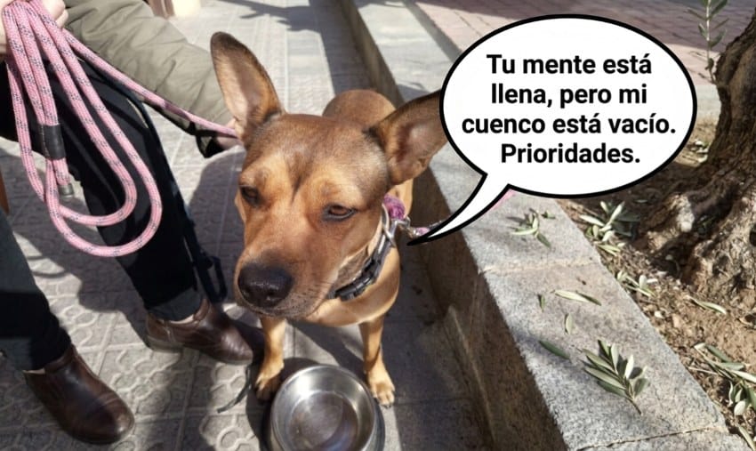 Imagen humorística que muestra a un perro reclamando atención frente a su dueño, representando cómo el estrés y la mente saturada nos hacen perder el foco en lo que realmente importa al final del día.