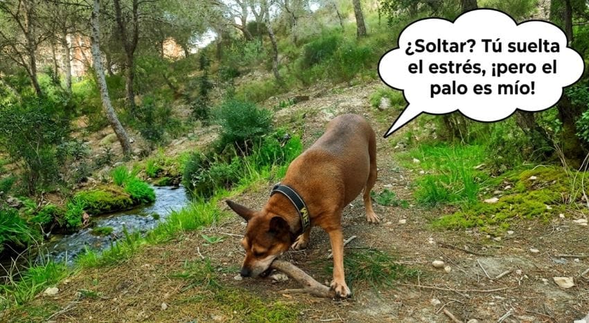 Imagen humorística de una perra agarrando firmemente un palo en un bosque verde, con un bocadillo que dice: '¿Soltar? Tú suelta el estrés, ¡pero el palo es mío!'. Se utiliza como metáfora visual para conectar con personas saturadas que necesitan aprender a diferenciar entre las cargas innecesarias y lo que realmente les aporta bienestar.