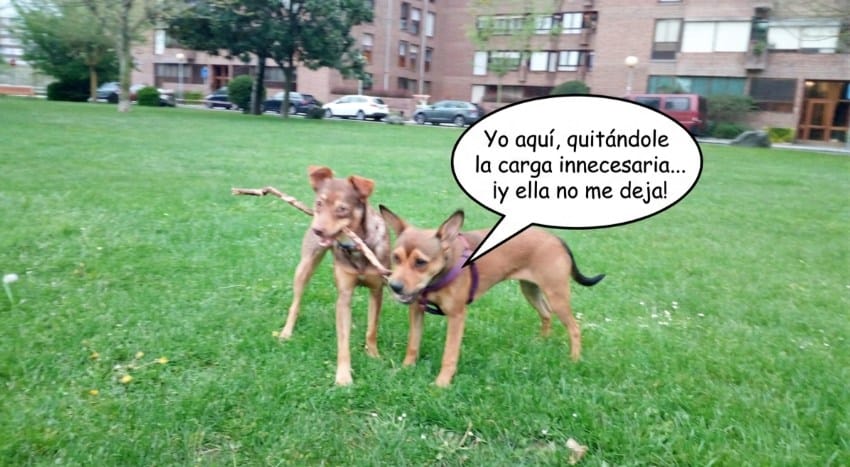 Metáfora visual sobre quitar carga mental: dos perros jugando a tirar de un palo.