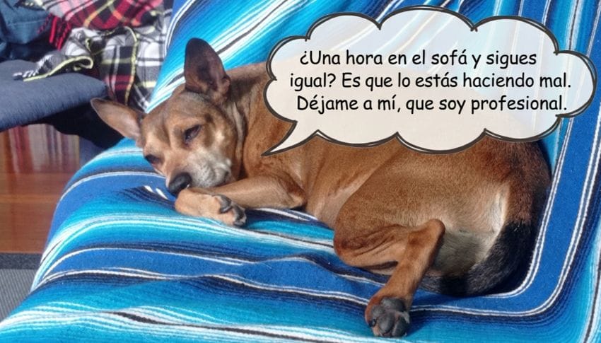 Imagen de la perra Lua descansando para ilustrar que el cansancio mental requiere algo más que descanso físico para liberar pensamientos recurrentes.