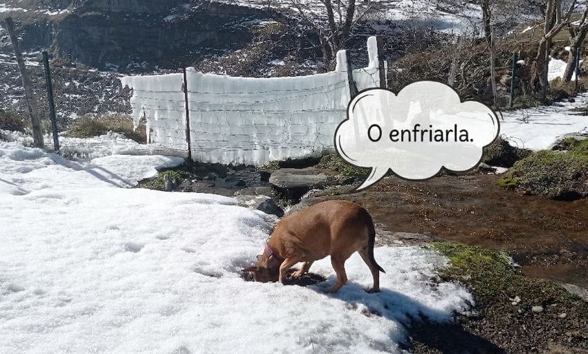 Mi perra, Lua, metiendo la cabeza en la nieve para ilustrar el concepto de ordenar la mente o enfriarla ante el cansancio mental.