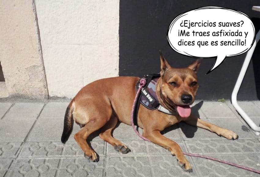 Mi perra, Lua, tumbada con la lengua fuera, bromeando sobre la intensidad de los ejercicios para el estrés mental.