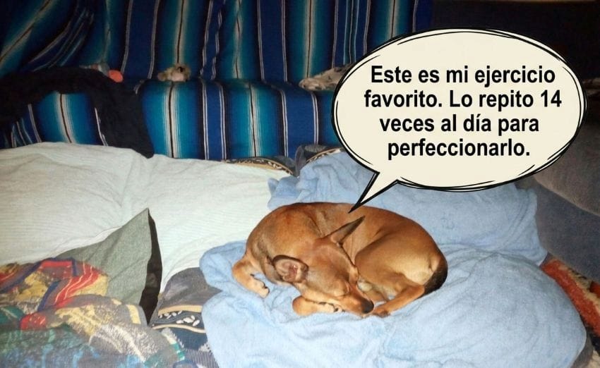 Mi perra Lua durmiendo plácidamente, ejemplificando la importancia de elegir el ejercicio más sencillo para bajar el estrés.