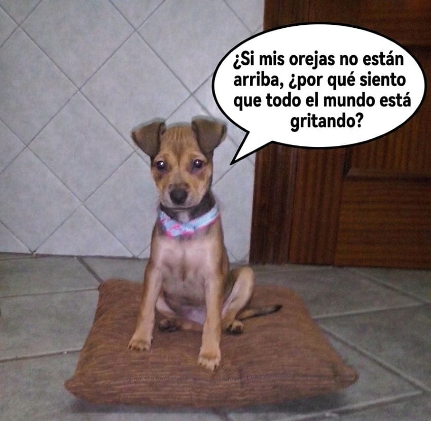 Cachorro de perro sentado en un cojín sobre el suelo de la cocina, mirando fijamente con expresión de confusión, ideal para ilustrar la sobrecarga mental y el estrés.
