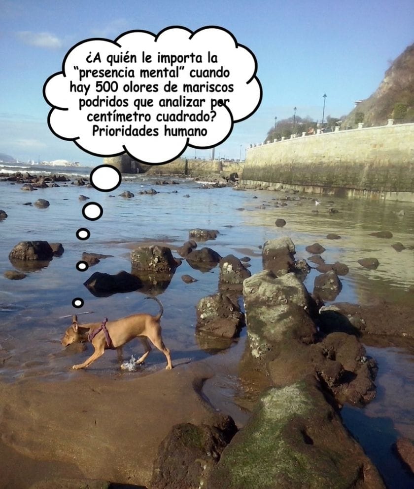 Perra explorando entre las rocas de la playa durante la marea baja, ilustrando de forma divertida el contraste entre la presencia mental y los estímulos del entorno en el tiempo libre.