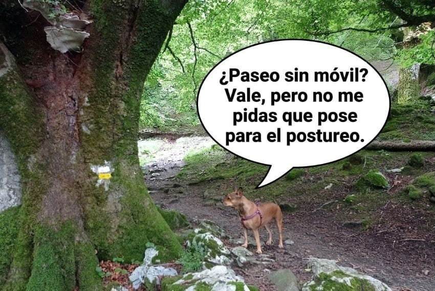 Perro paseando por un sendero de bosque verde y musgo para ilustrar los beneficios de caminar con calma y reducir el ruido mental.