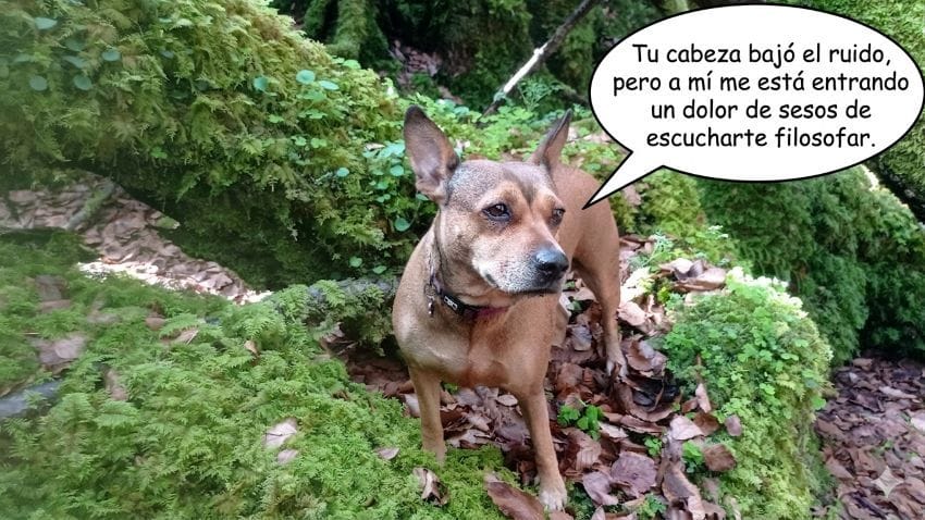 Perro marrón entre musgo y hojas secas en un bosque, ilustrando de forma divertida cómo reducir el ruido mental y el estrés.