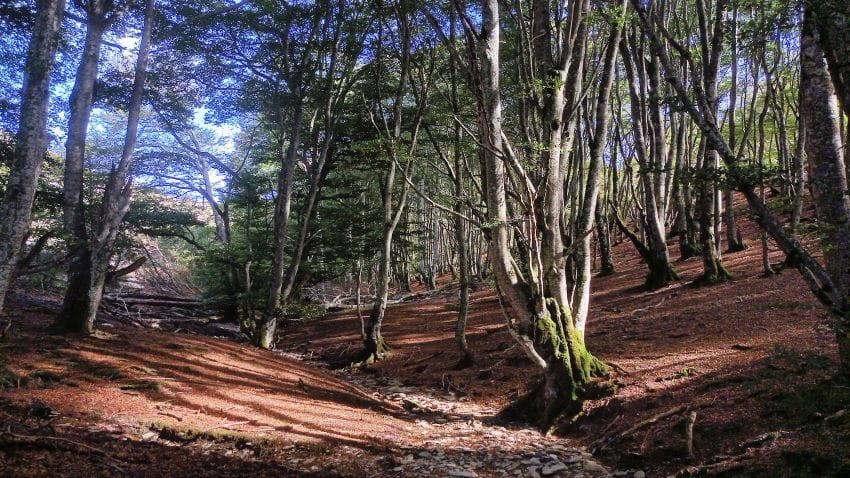 Un sendero natural entre un frondoso bosque de hayas en calma, ideal para bajar el ritmo y desconectar la mente en la montaña.