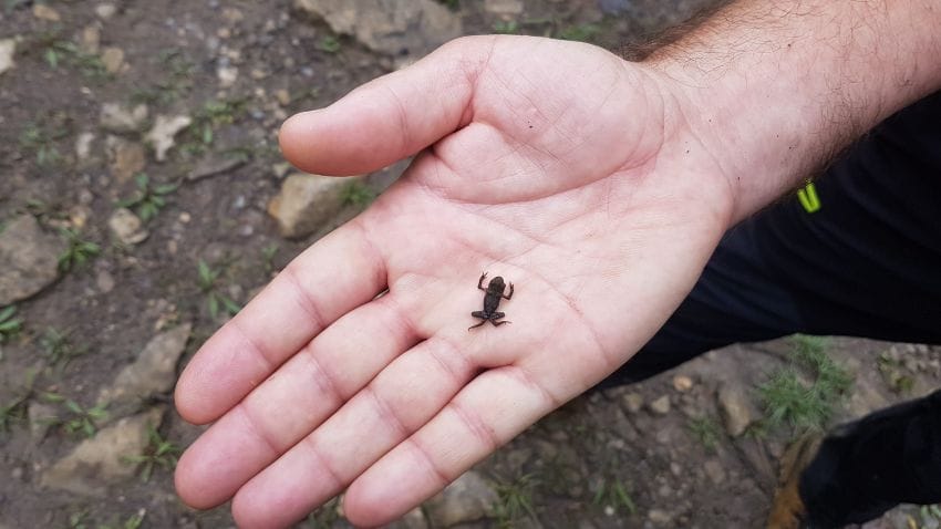 Una ranita diminuta del tamaño de una uña posada sobre la palma de la mano en la montaña, un detalle que te pierdes si caminas sin mirar por el ruido mental.