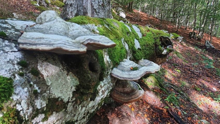 Tres hongos creciendo sobre un tronco de haya caído y cubierto de musgo, un ejemplo de cómo la naturaleza se regula sin prisas ni estímulos.