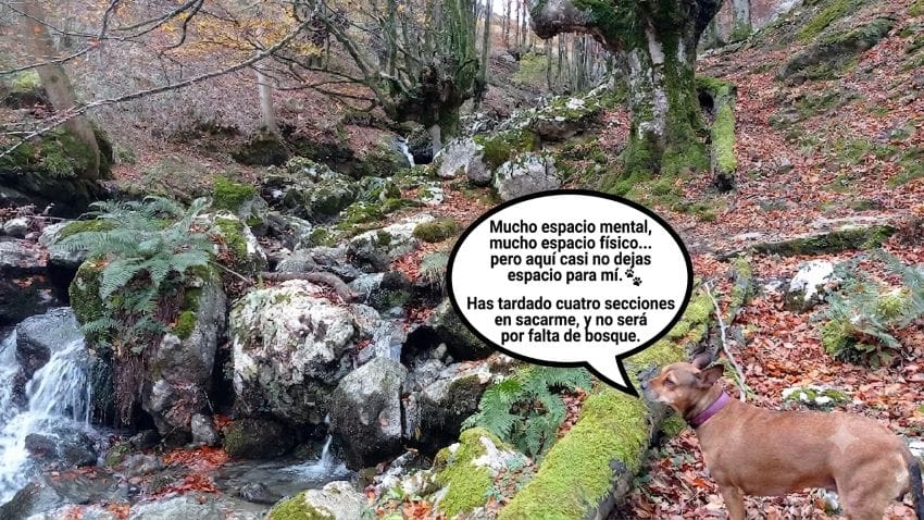 Mi perra Lua en un bosque de hayas con un riachuelo, representando la necesidad de dejar espacio mental.