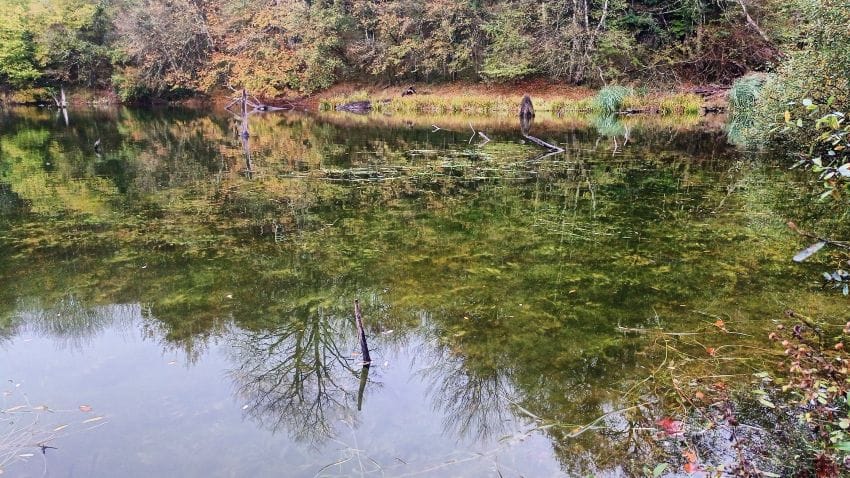 Un pantano con el agua en calma donde el reflejo distorsionado de los árboles en la orilla parece ruido visual, ilustrando el ruido mental del que habla el texto.