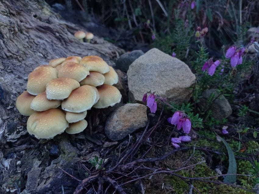 Un primer plano de pequeñas setas con gotas de rocío junto a flores violetas, transmitiendo la calma necesaria para apreciar los detalles de la naturaleza.