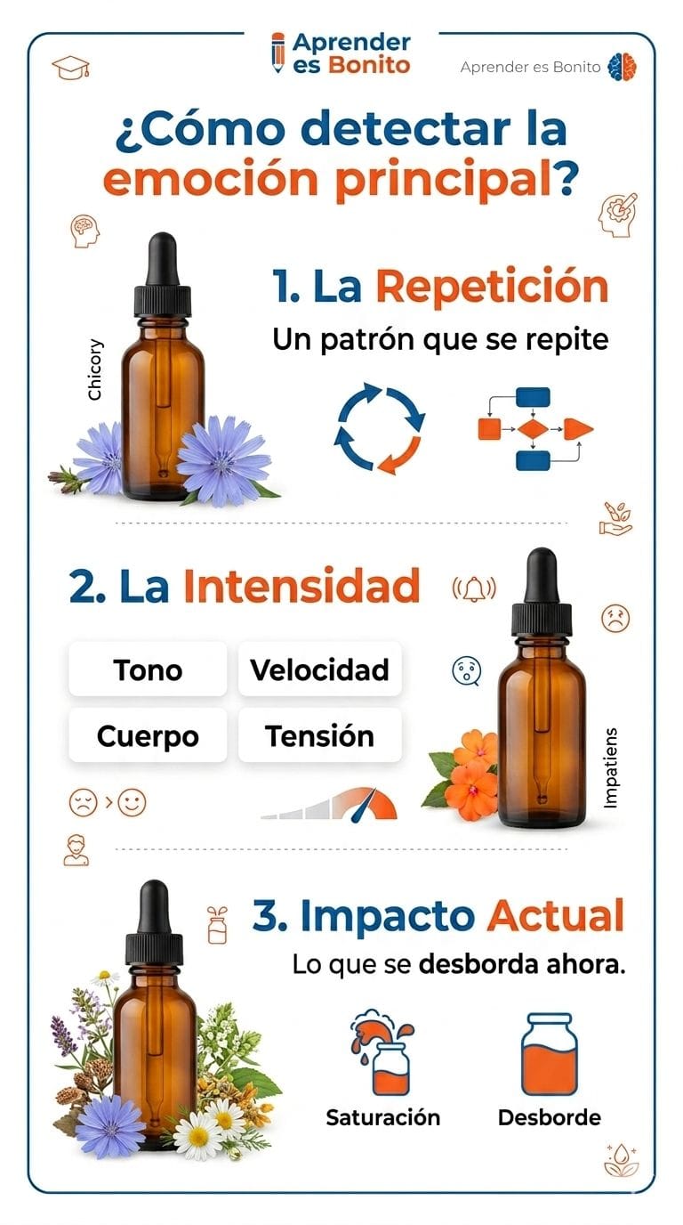 Infografía con tres frascos de Flores de Bach y flores de Chicory e Impatiens que ilustra las claves para detectar la emoción principal de una persona.