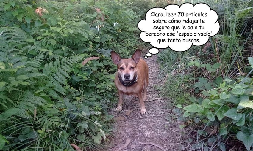 Mi perra Lua en un sendero rodeado de vegetación con un bocadillo de pensamiento satírico sobre la infoxicación y la necesidad de dejar espacios vacíos en la mente.