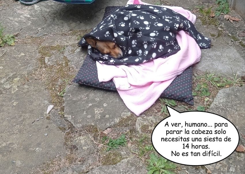Perra tapada con una manta durmiendo plácidamente para ilustrar cómo darle descanso a la mente.