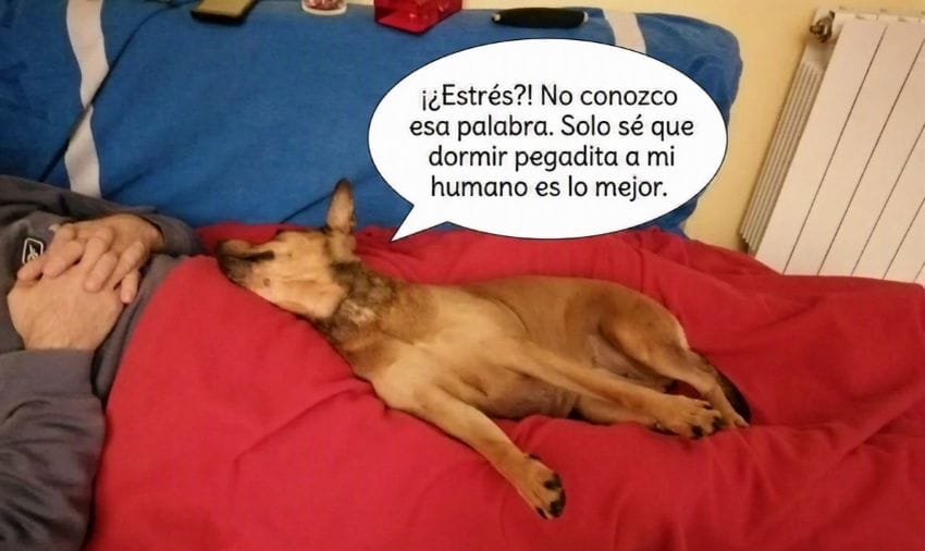 Persona descansando con su perro en el sofá como remedio natural para calmar los nervios y el estrés normalizado.