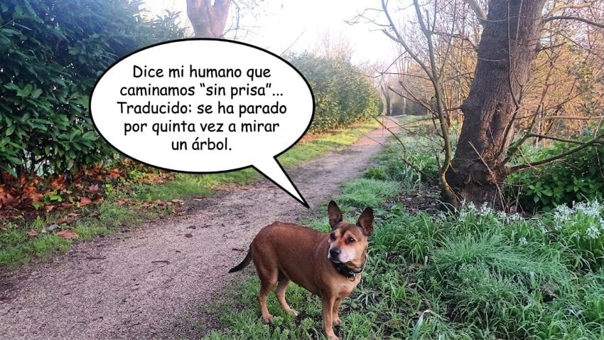 Mi perra Lua en un sendero de bosque durante un paseo tranquilo para despejar la mente.