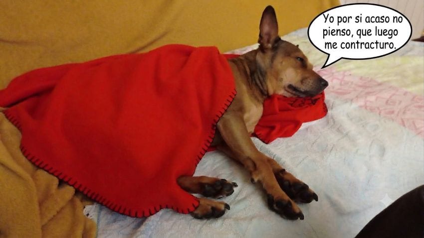 Perra tapada con una manta roja durmiendo en el sofá con un bocadillo de texto de humor que dice: Yo por si acaso no pienso, que luego me contracturo.