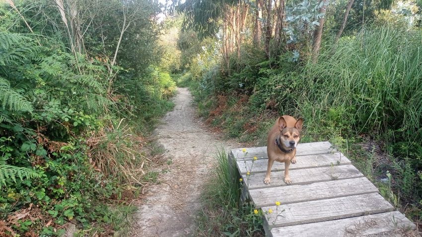 Mi perra Lua de pie en una rampa de descenso de bicicletas para reflexionar sobre qué hacer cuando tu cabeza no descansa