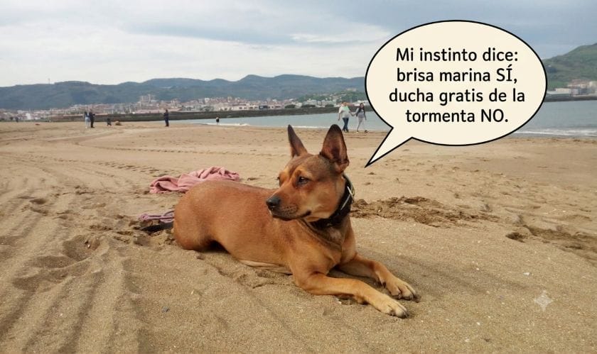 Imagen de Lua, perra marrón de orejas grandes, tumbada en la arena de una playa urbana, con un bocadillo de texto que dice: 'Mi instinto dice: brisa marina SÍ, ducha gratis de la tormenta NO.'.