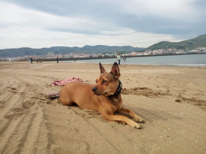 Perra descansando sobre la arena de la playa para ilustrar la gestión del estrés y el descanso.