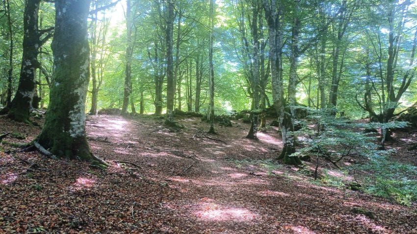 Rayos de sol filtrándose en un bosque tranquilo, representando la pausa mental, el descanso y la reducción del estrés cotidiano.