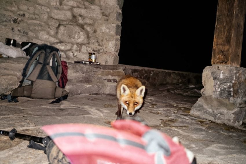 Zorro nocturno acercándose sigilosamente, ilustrando cómo la falta de energía y el cansancio podrían hacer que perdamos detalles de lo que ocurre alrededor